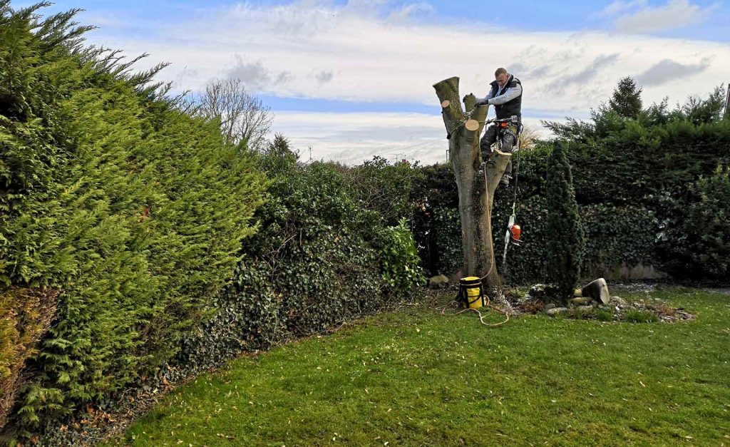 Ace Tree Services York